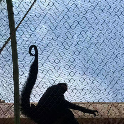 Stainless Steel Wire Rope Mesh Net Outdoor Aviary Netting Protecting Mesh
