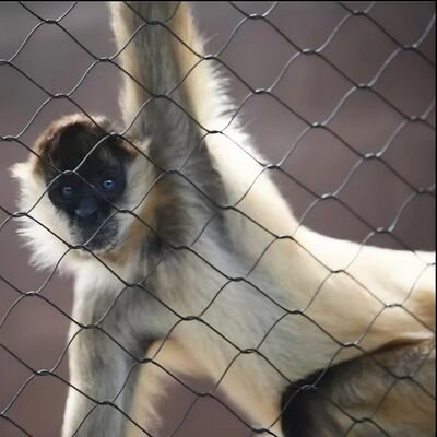 Most impacting resistant  Stainless Steel Wire Rope Mesh For  Predator Area Protection