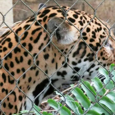 304 316 316L سلك الفولاذ المقاوم للصدأ حبل حديقة الحيوانات