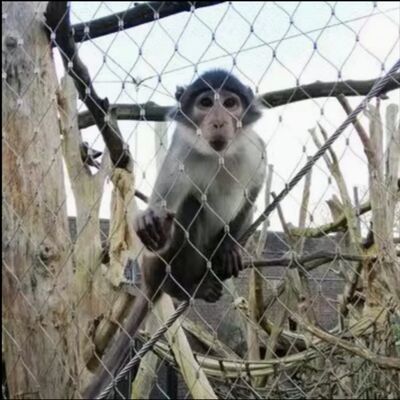 316 الفولاذ المقاوم للصدأ مرنة X يميل شبكة الكابلات للسياج الحديقة الحديقة