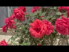 شبكة كابل من الفولاذ المقاوم للصدأ مطلية باللون الأسود